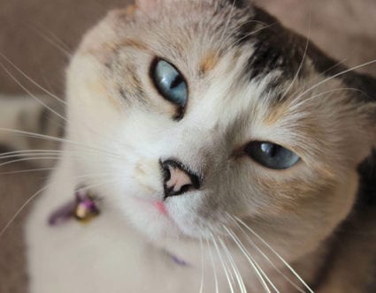 pet-photography-park-city