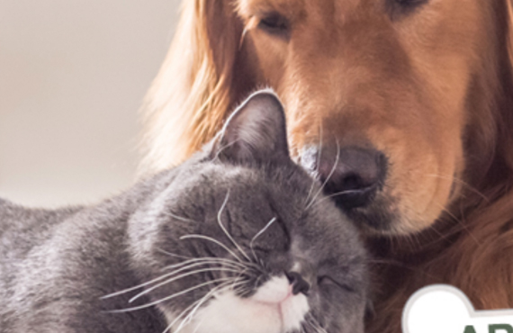 park-city-best-pet-service-arcadia-veterinary-clinic-veterinarian