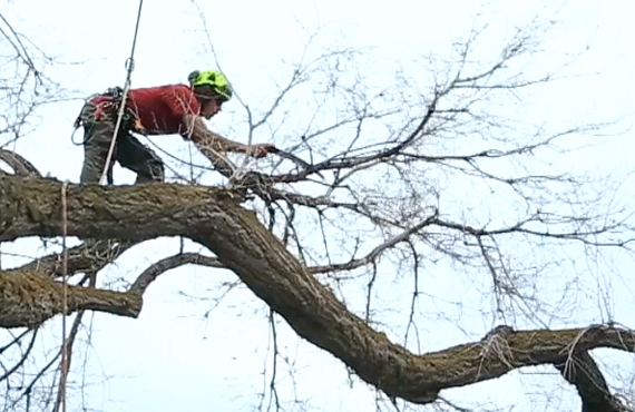 wasatch-arborists-park-city-landscaping