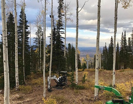 Park-City-Cutting-Tree-Canyon-Cutters