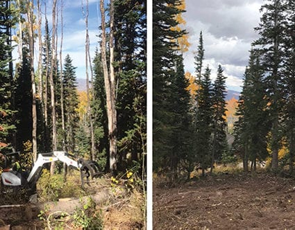 before-after-tree-trimming-park-city-canyon-cutters