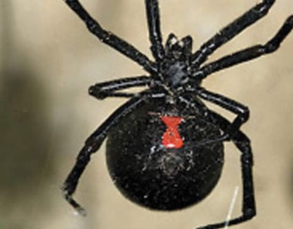 pest-elimination-park-city-black-widow-removal