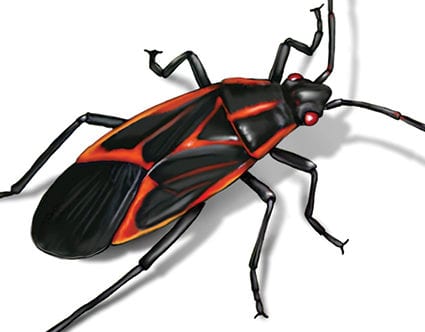 pest-elimination-park-city-box-elder-bug-removal