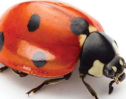 pest-elimination-park-city-lady-bug-removal