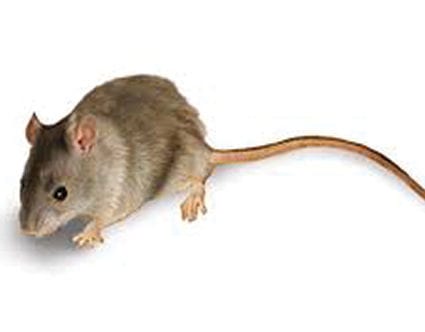 pest-elimination-park-city-mice-removal