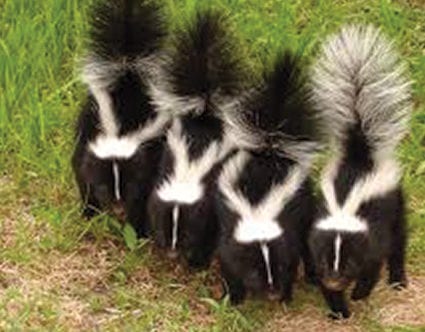 pest-elimination-park-city-skunk-removal