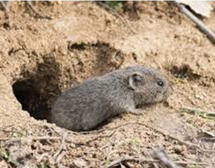 pest-elimination-park-city-vole-removal