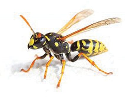 pest-elimination-park-city-wasp-removal