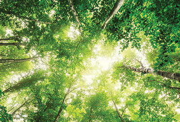 tree-removal-services-park-city