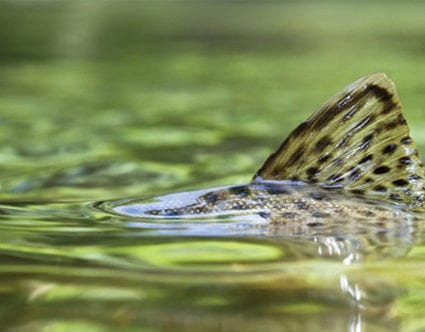 flyfishingprovoparkcity