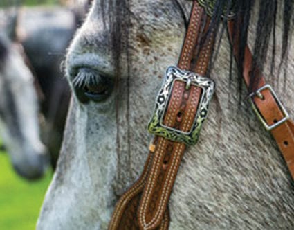 park-city-horseback-riding-stables
