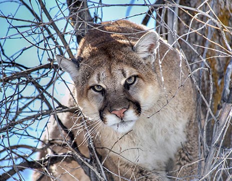 Rhodes-Valley-Outfitters-Park-City-Activities-wildlife-viewing Rhodes-Valley-Outfitters-Park-City-Activities-wildlife-viewing