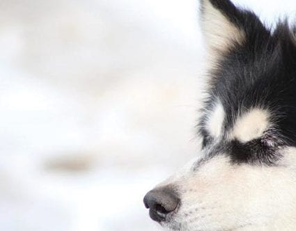 luna-lobos-dog-sledding-park-city