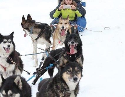 luna-lobos-dog-sledding-park-city-tours