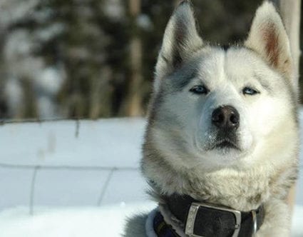 luna-lobos-dog-sledding-park-city-utah