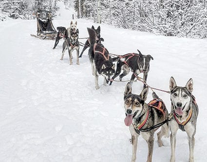 luna-lobos-dog-sledding-utah