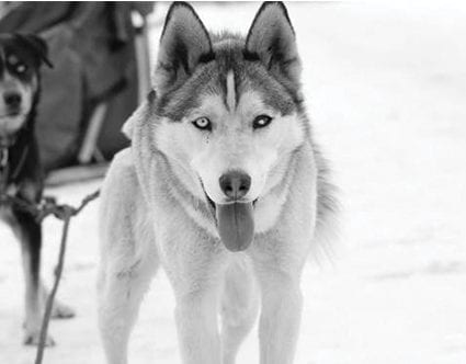 luna-lobos-park-city-dog-sledding-tours