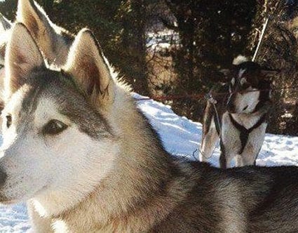 utah-luna-lobos-dog-sledding-tours