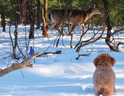 consumer-reports-park-city-invisible-fence-for-pets consumer-reports-park-city-invisible-fence-for-pets