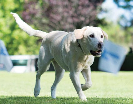 dog-cat-protection-park-city-invisible-fence-for-pets dog-cat-protection-park-city-invisible-fence-for-pets