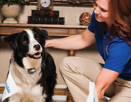 dog-protection-park-city-invisible-fence-for-pets dog-protection-park-city-invisible-fence-for-pets