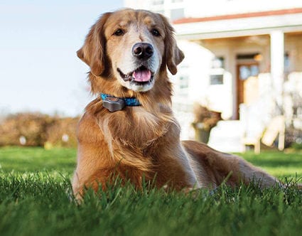 dog-training-park-city-invisible-fence-for-pets dog-training-park-city-invisible-fence-for-pets