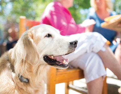 park-city-invisible-fence-for-dogs-cats park-city-invisible-fence-for-dogs-cats