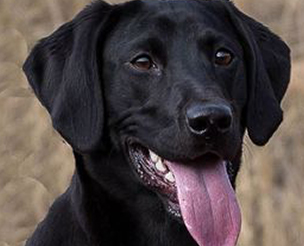 dog-training-park-city-sonjas