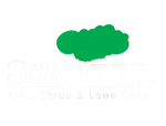 savatree-park-city-tree-removal